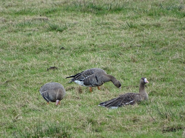 中国的冰雪 中国的冰雪