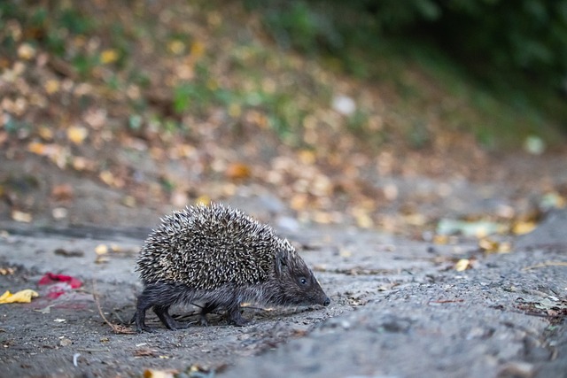曼联与利物 曼联与利物