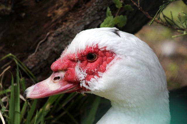 重庆官方利 重庆官方利